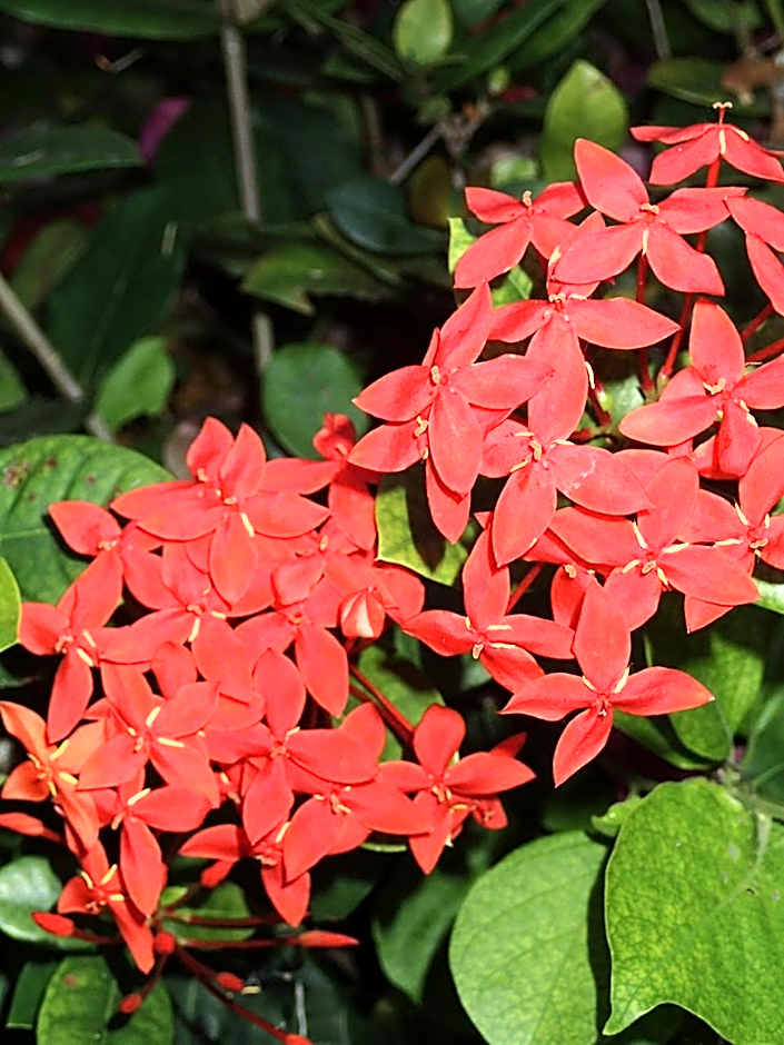 Margarita del Sol Hotel Costa Maya