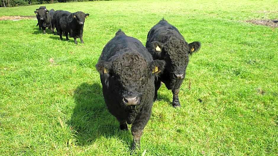 Landhaus Gräfendhron