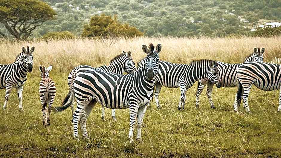 Nkomazi Game Reserve by NEWMARK