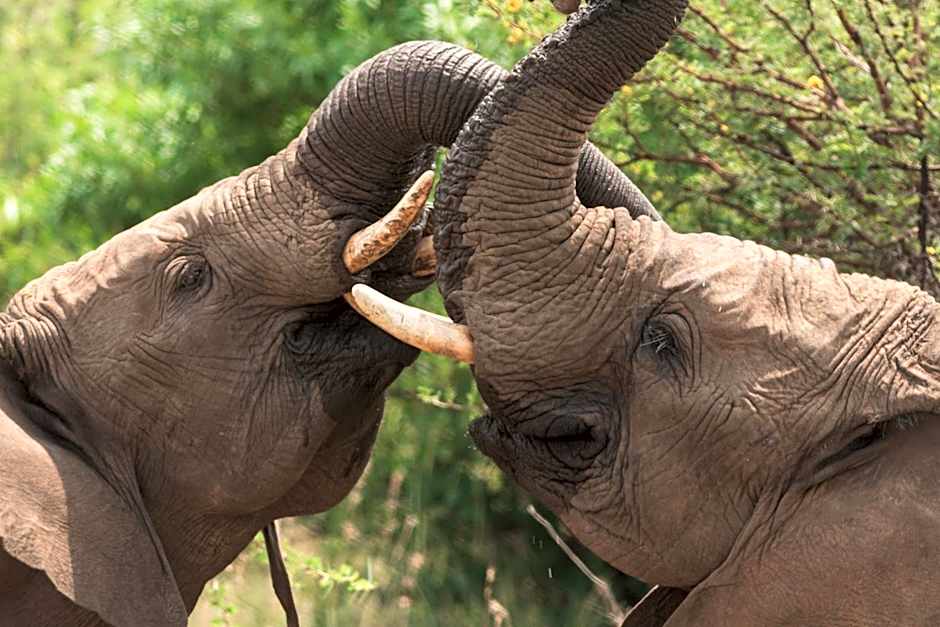 Black Rhino Game Lodge