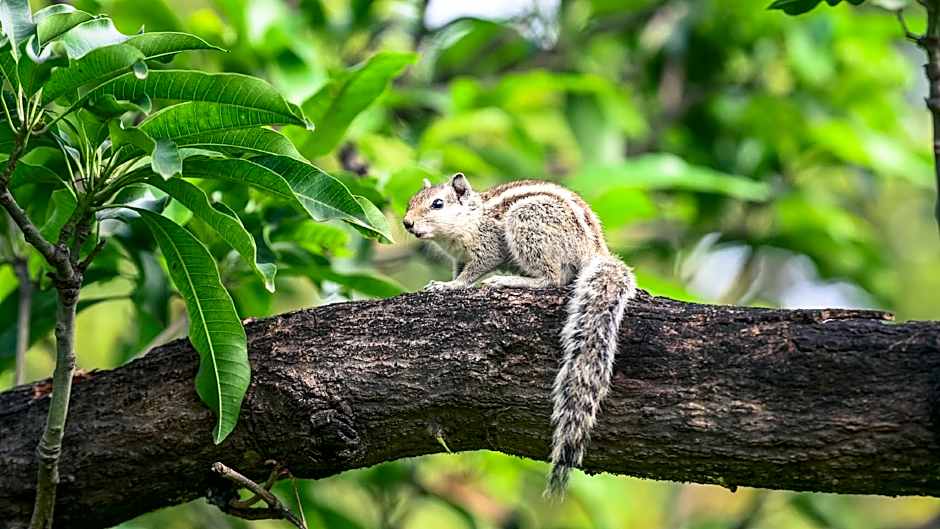 Clarks Safari Pushkar