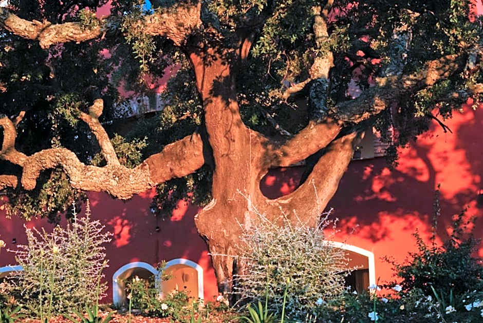 Giardino dei Sugheri