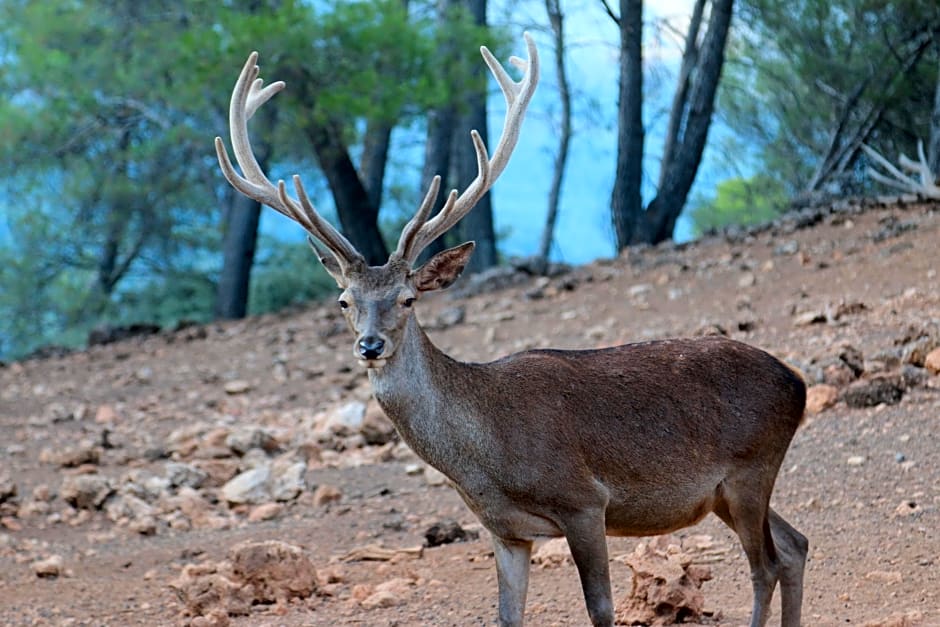 Campillo Apartamentos Rurales