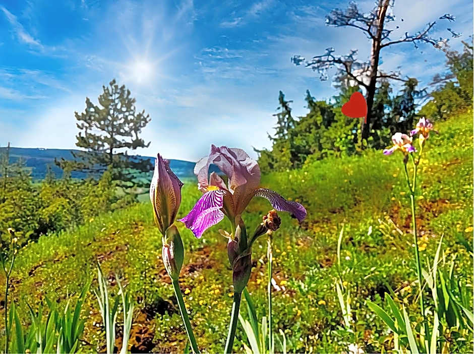 Gasthaus & Hotel Drei Lilien