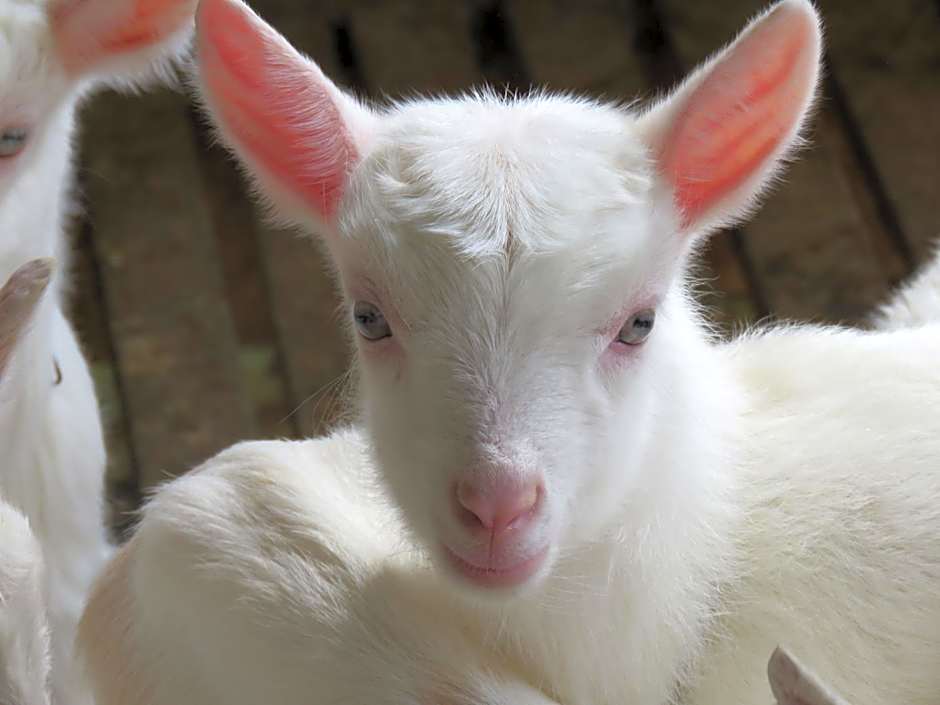 Lagoa Seca Hotel Rural