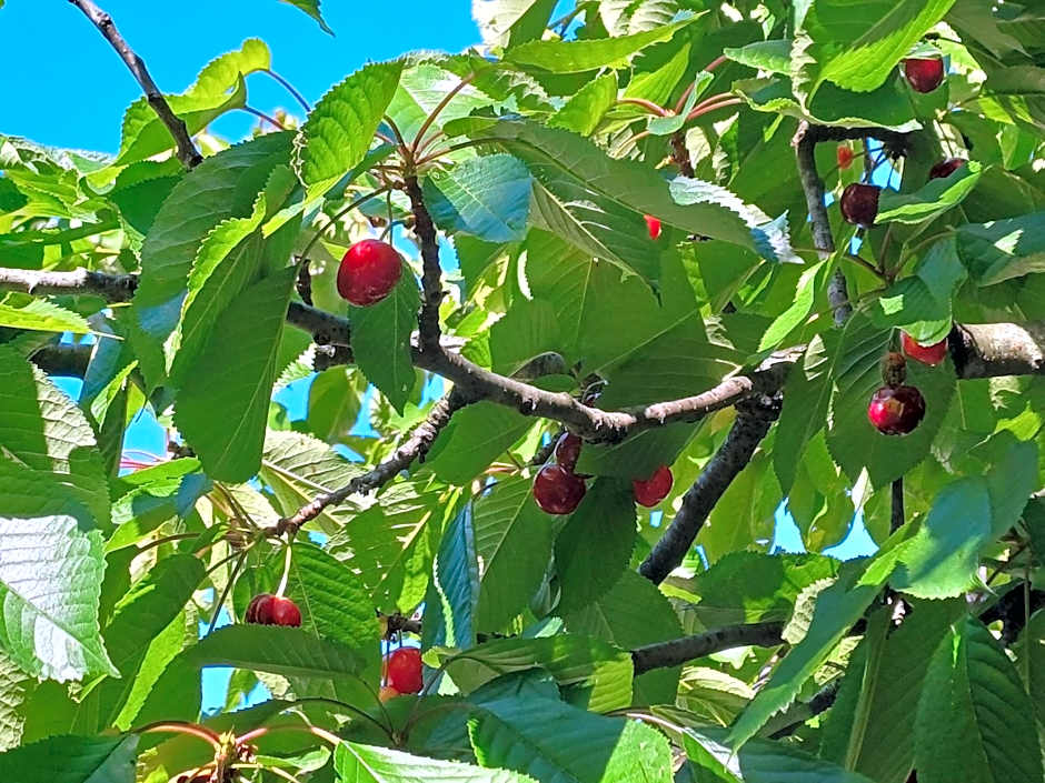 Bed & Breakfast Barbara