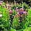 Olde Mill House Bed & Breakfast and Cycle Hire