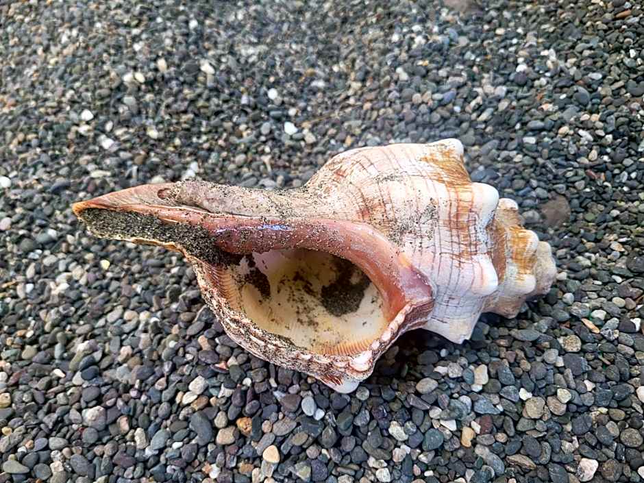 Beachfront Bed & Breakfast