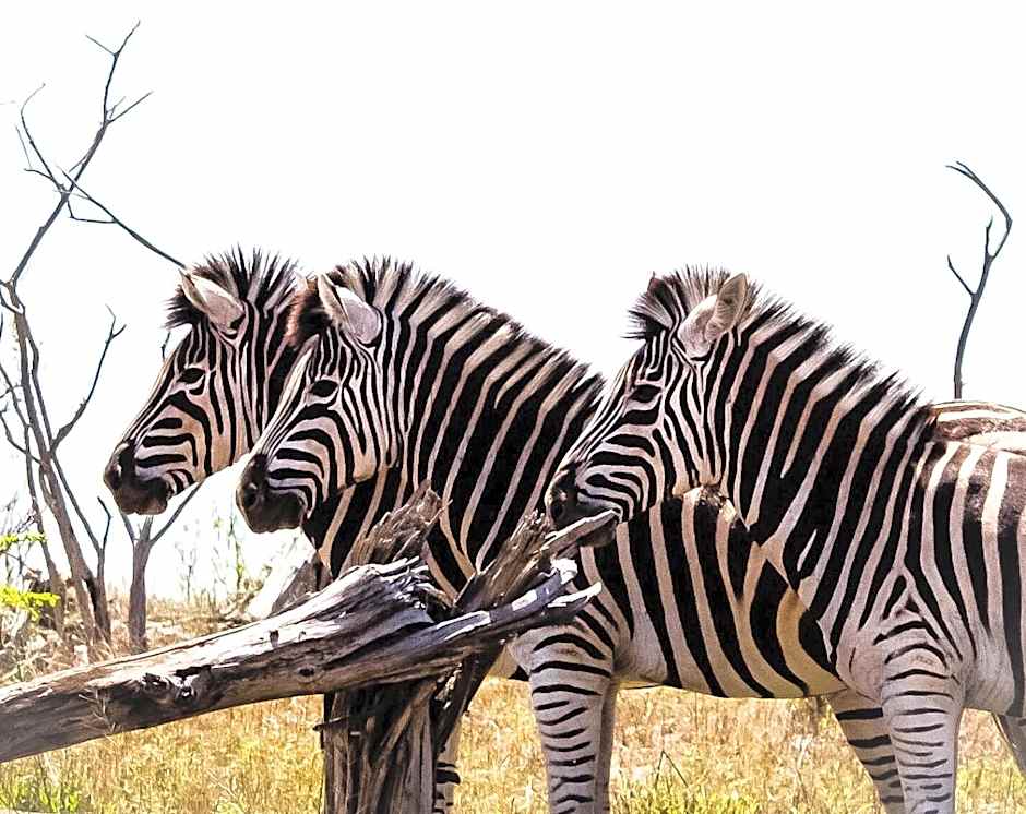 Muweti Bush Lodge