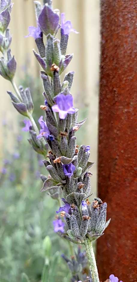 Haggards on Hilldrop