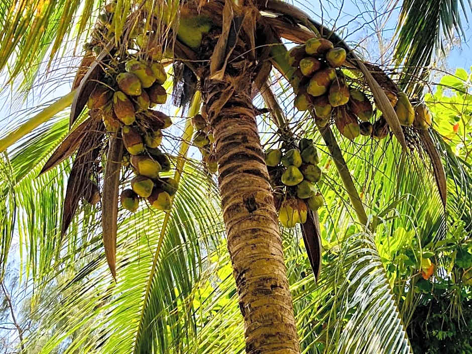Kaure Sand Beach Lodge