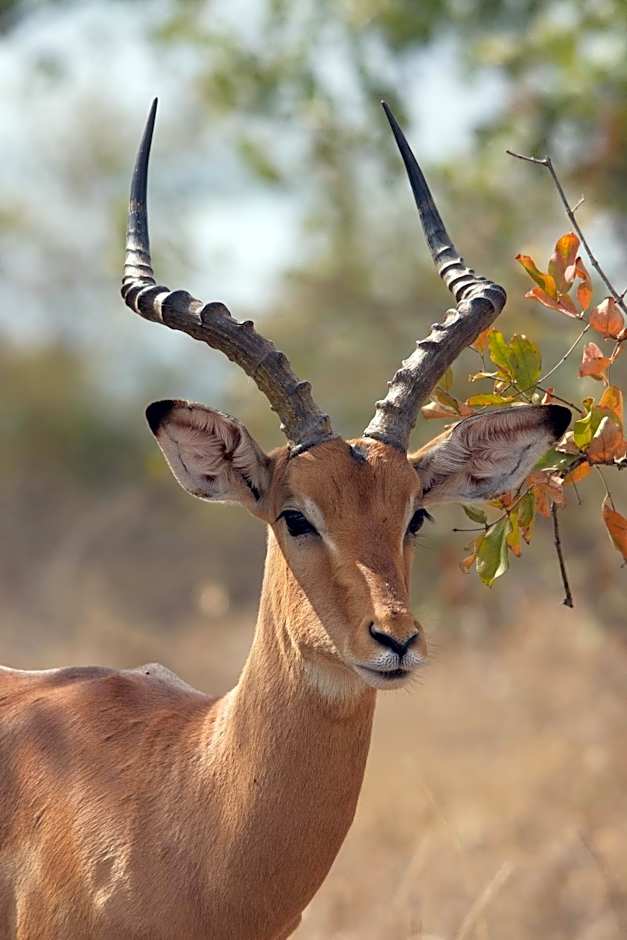 Mela Luxury Game Lodge
