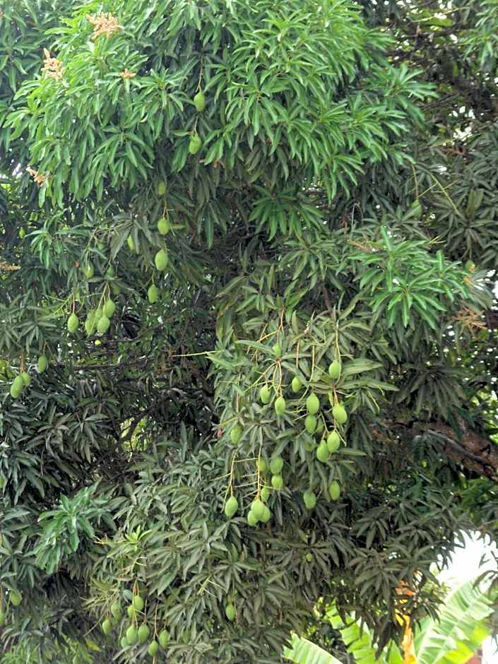 Pousada Dos Cajueiros