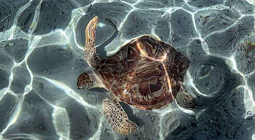 Happy Coconut Camiguin