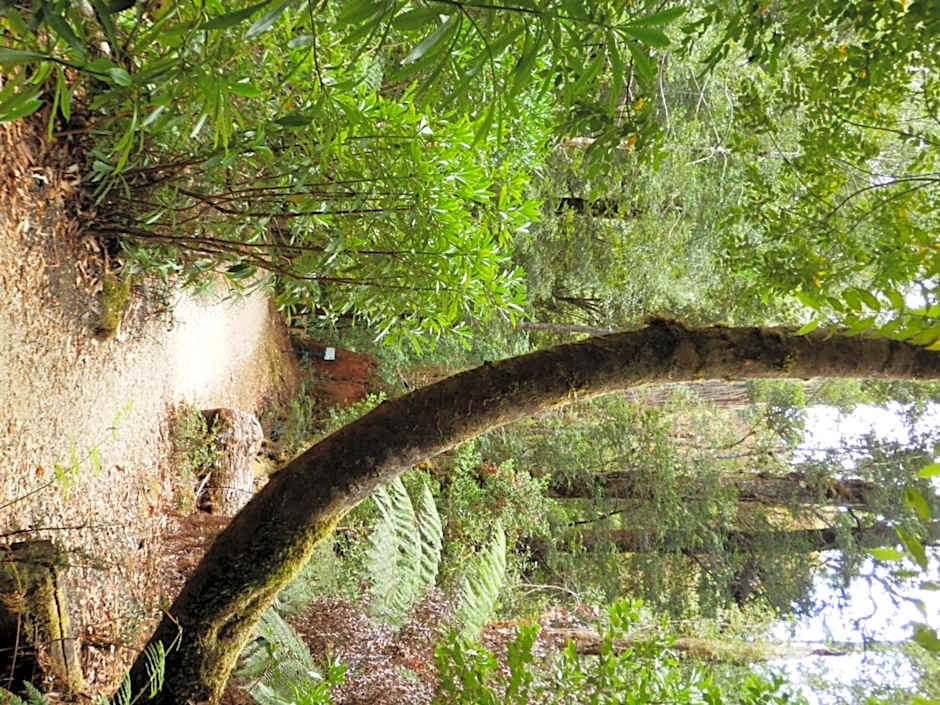 Tahune AirWalk Cabin and Lodge