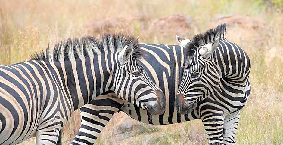 Shambala Private Game Reserve