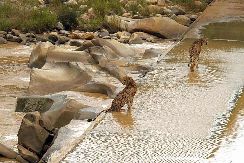 Amakhosi Safari Lodge