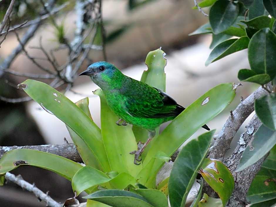 Pousada Biso Finoca Ibiraquera