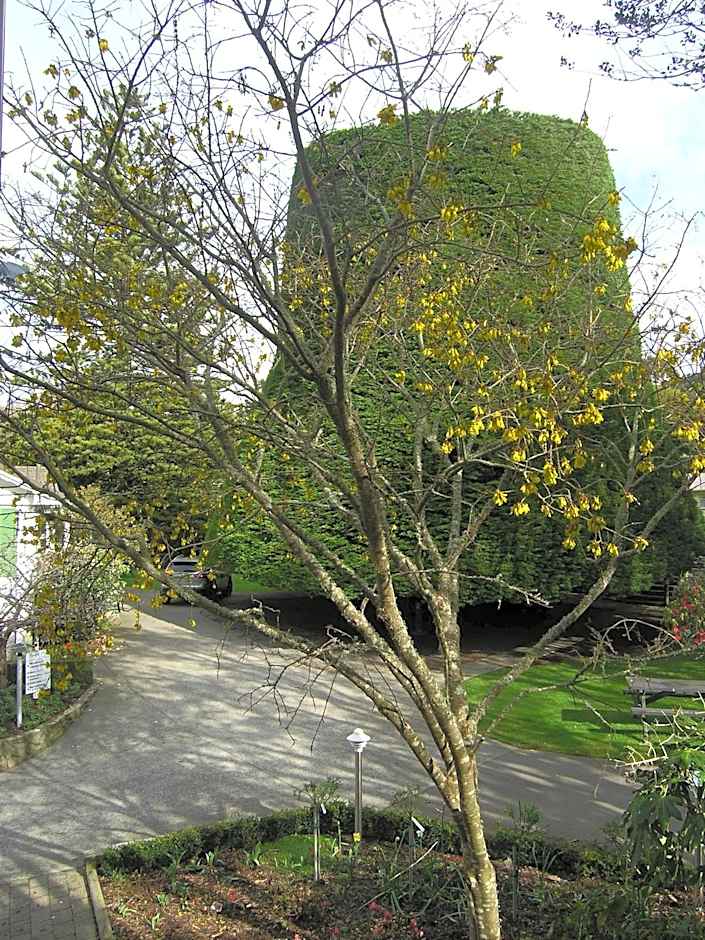 Bucket Tree Lodge