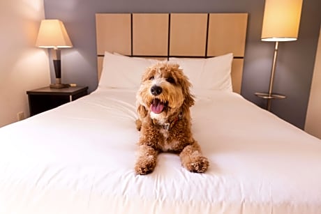 One Bedroom Suite - Queen - Mobility Accessible - Roll-In Shower