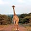 Ditholo Game Lodge Bela Bela