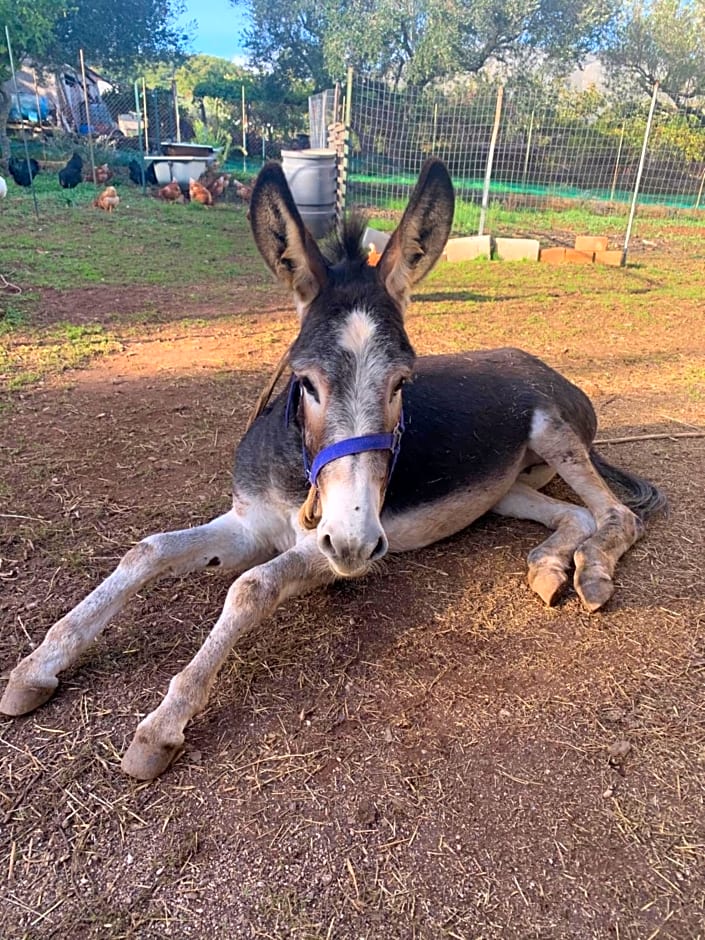 B&B BUICOVILLE CAMEROTA