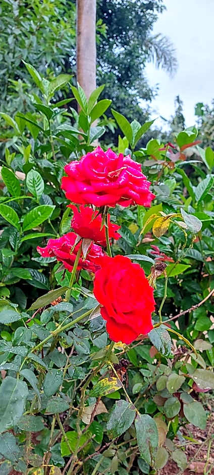 Rancho Acácia São Roque