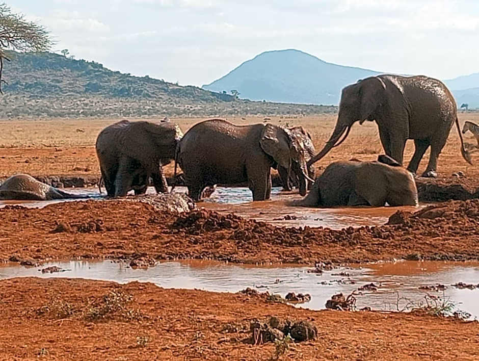 Tausa Tsavo Eco Lodge
