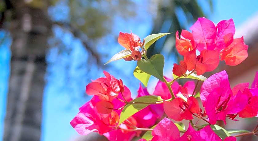 Scent Of Green Papaya Resort