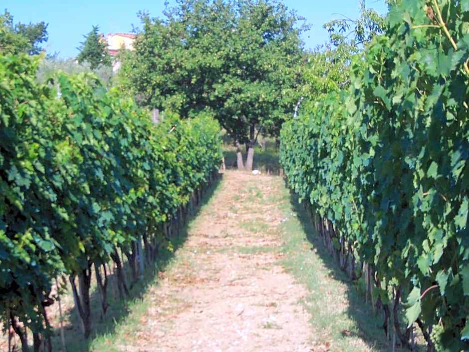 Agriturismo Il Colle