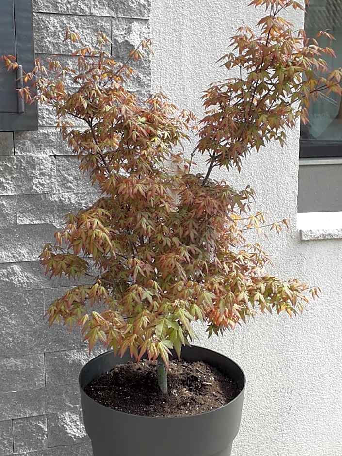 Hotel Zum Tiroler Adler