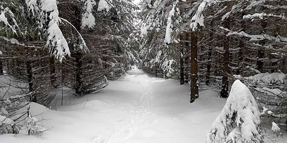 Comfort-Hotel garni Schierker Waldperle - inklusive Wellness