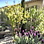 Le Jardin de Lau