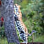 Makweti Safari Lodge