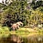 Elephants Crossing