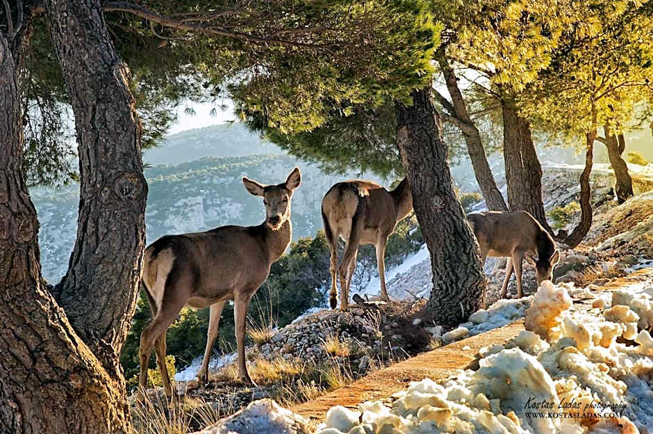 Cavallari Palace Hotel Suites