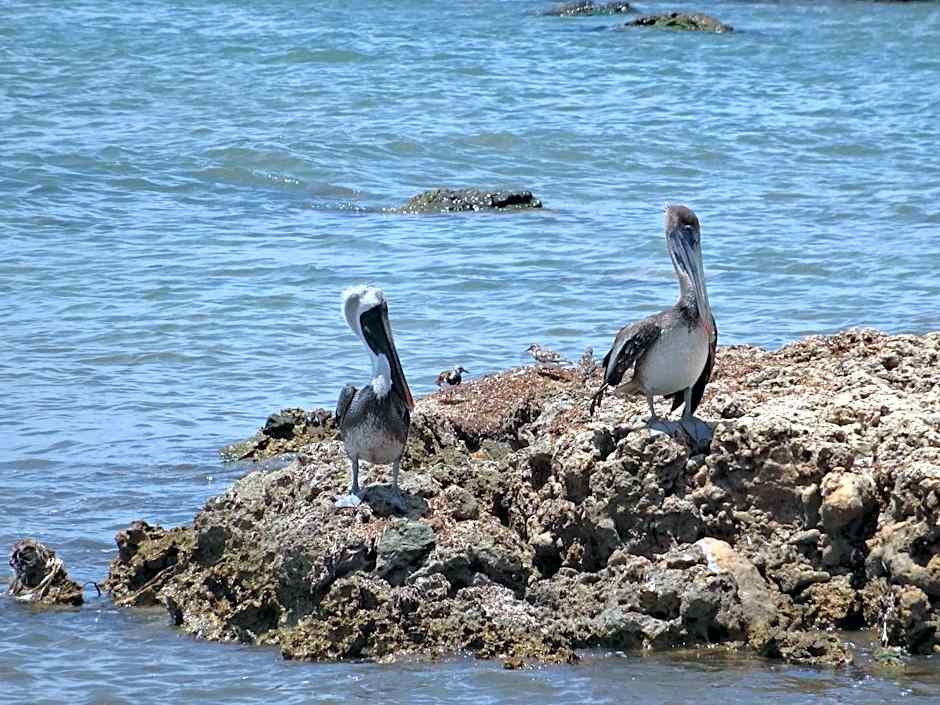 Karibu Aruba Boutique Hotel