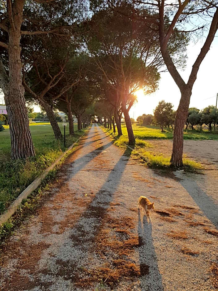 Turtle Island Apartments