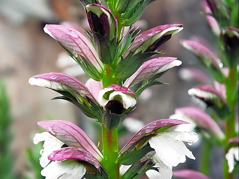 Jacobs Creek Retreat at Moorooroo Park