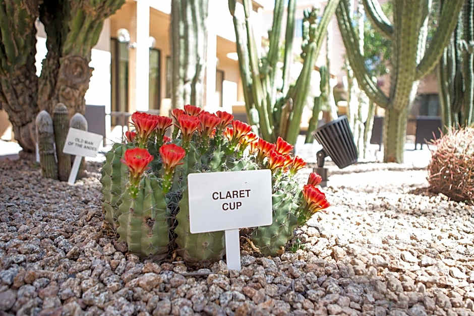 Courtyard by Marriott Phoenix Mesa