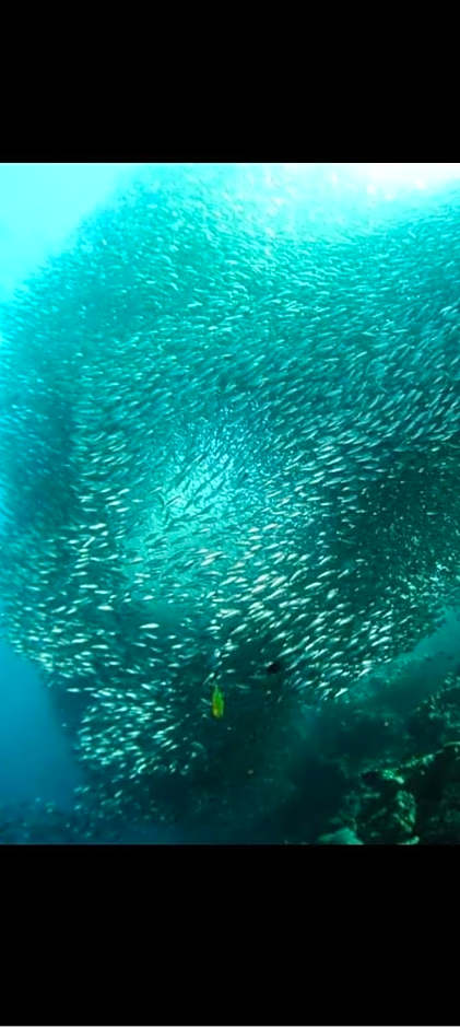 Coconut Inn Moalboal