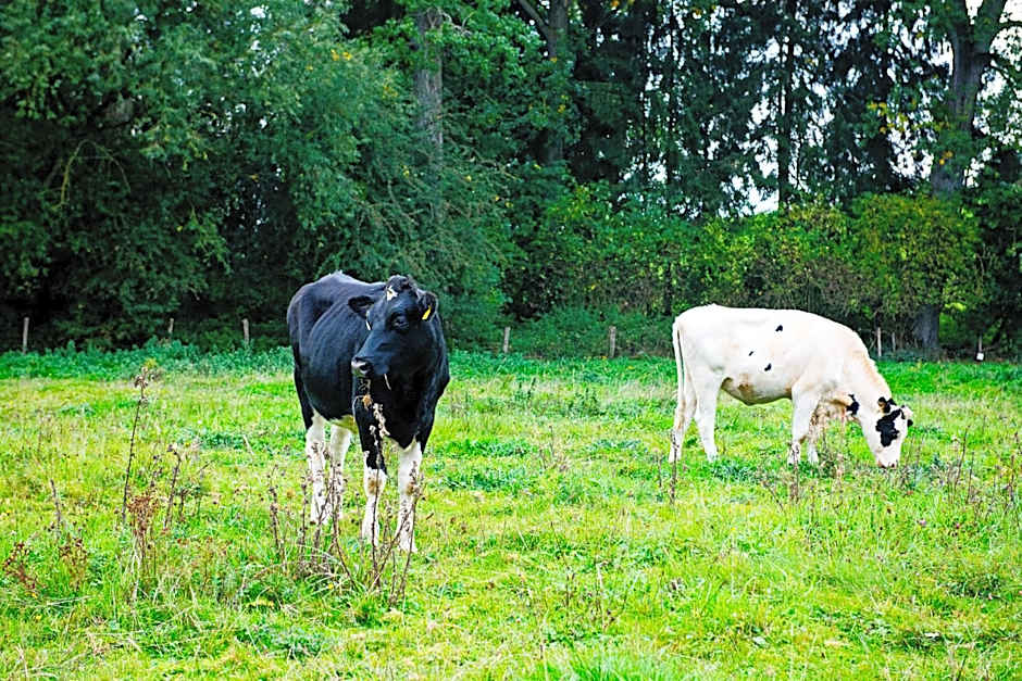 In den Roden Leeuw van Limburg