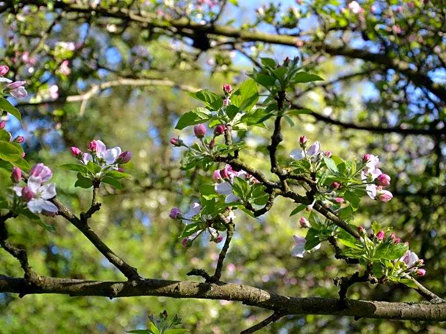 Maison d'Hôtes la Bihorée
