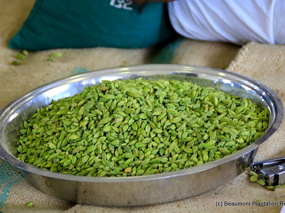Beaumont Plantation Retreat
