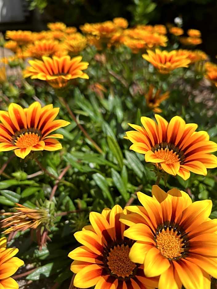 Hôtel les jardins de Sta Giulia avec piscine