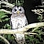 Bushbaby Lodge & Camping