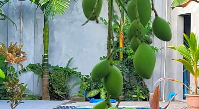 Tiger shark Residence 