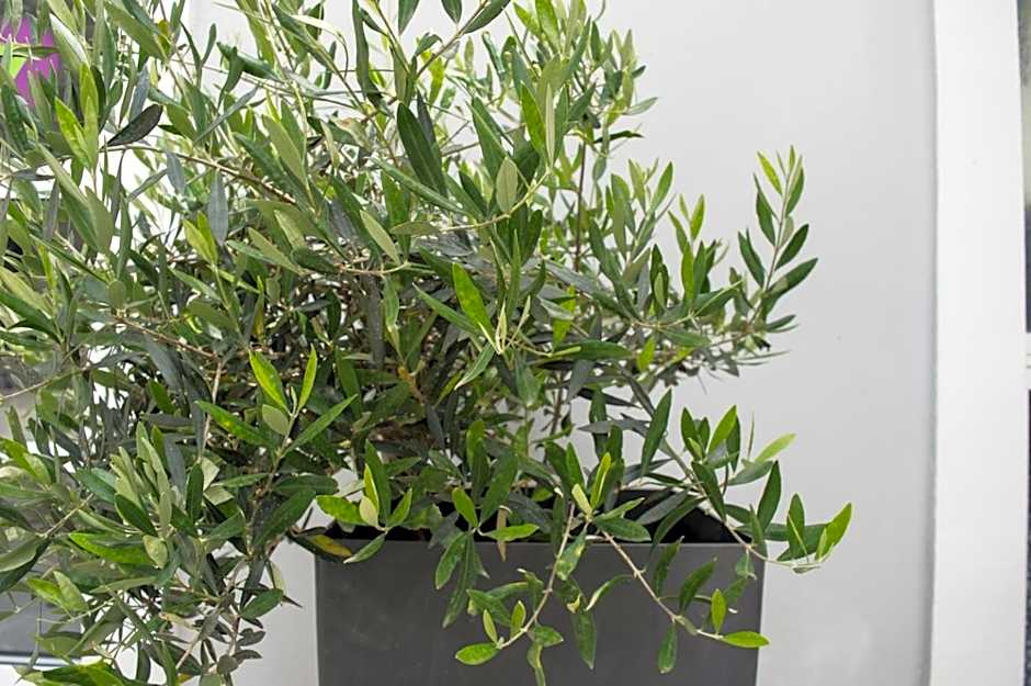 Paradise Beach Hotel