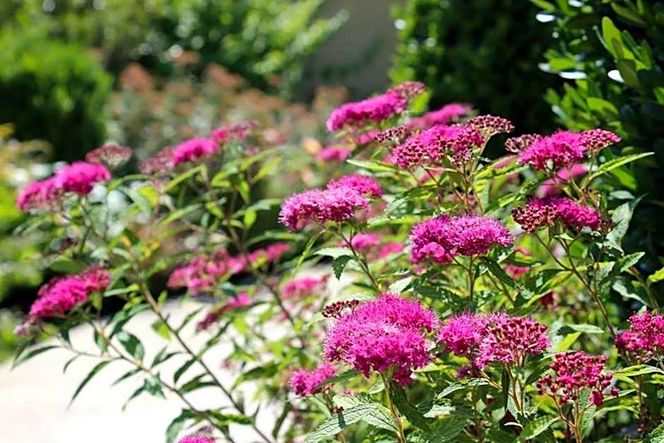 Joia Hotel & Luxury Apartments