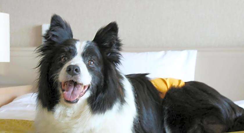 Hotel Ambient Izu Kogen Annex